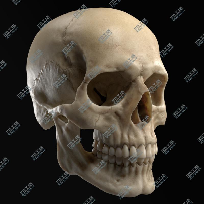 images/goods_img/202104021/3D Realistic Human Skull model/1.jpg